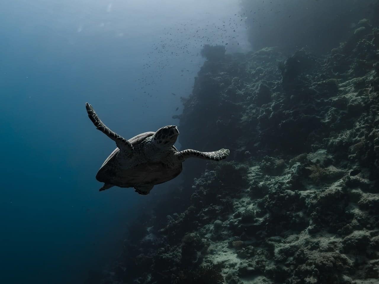 A sea turtle gliding through clear tropical water off the Goa coast